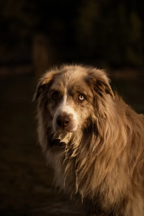 A long-haired Australian shepherd glowing in evening light